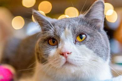 前《天际》和《辐射》开发者的重金属恐怖游戏已进入A测阶段